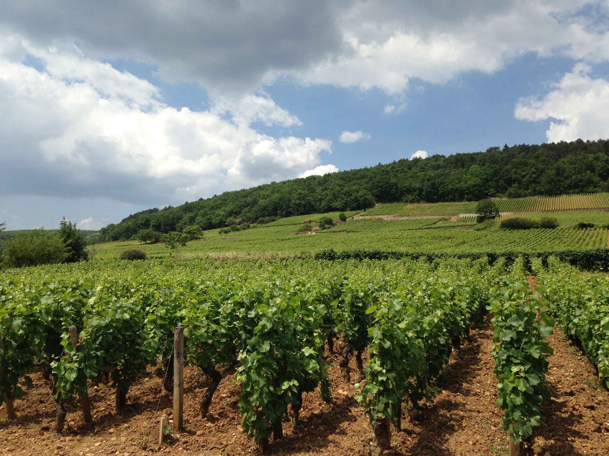 Domaine Sérafin